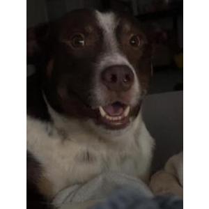 Lost Dog copper
