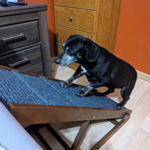 Image of Trigger, Lost Dog