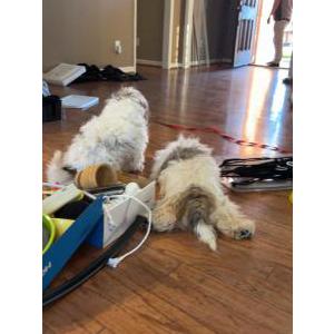 Image of Pancho &lola, Lost Dog