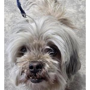 Image of Unsure, Found Dog