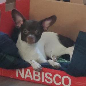 Lost Dog Dottie