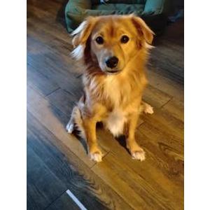 Image of Buddy, Lost Dog
