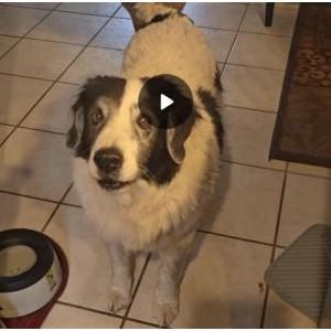 Image of Bear bear, Lost Dog