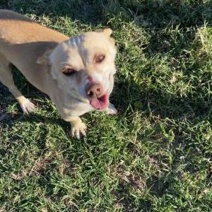 Image of Max, Lost Dog