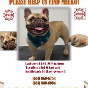 Image of Meeko, Lost Dog