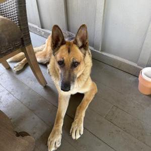 Image of Leo, Lost Dog