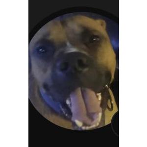 Lost Dog Baxter