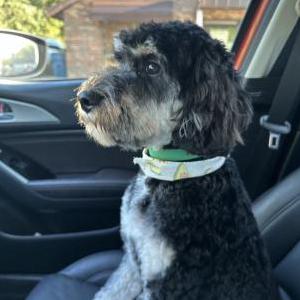 Image of Hades, Lost Dog