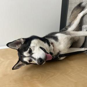 Image of Kylo, Lost Dog