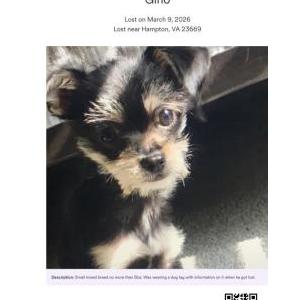 Image of Gino, Lost Dog