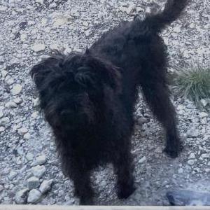 Image of Buddy, Lost Dog