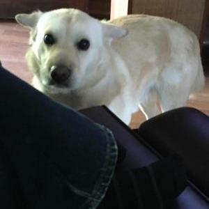 Image of George, Lost Dog