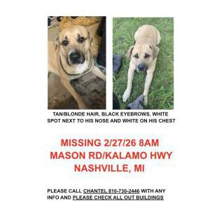 Image of Rolex, Lost Dog