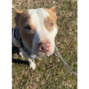 Image of Diesel, Lost Dog