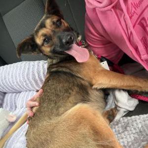 Image of Unknown, Found Dog