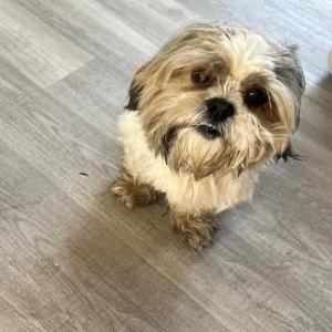 Image of Whiskey, Lost Dog