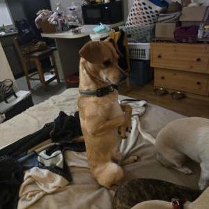 Lost Dog Peewee