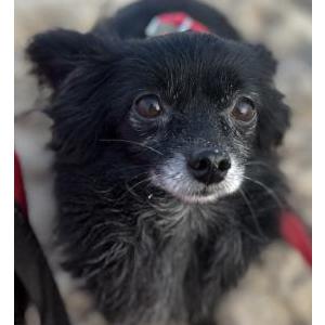 Image of Shadow, Lost Dog