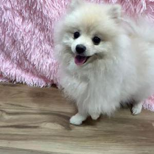 Image of Fresita, Lost Dog