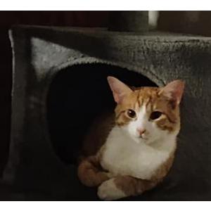 Image of OJ, Lost Cat