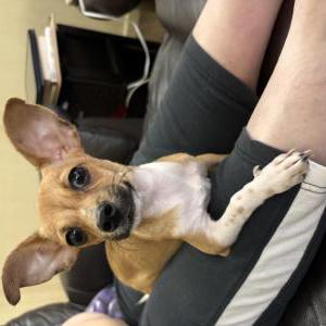 Image of Unknown, Found Dog