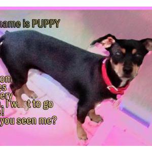 Image of puppy, Lost Dog