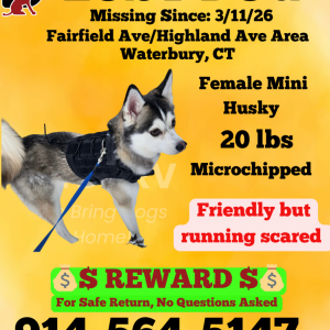 Image of Sky, Lost Dog