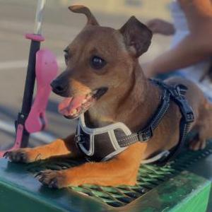 Image of Charlie, Lost Dog