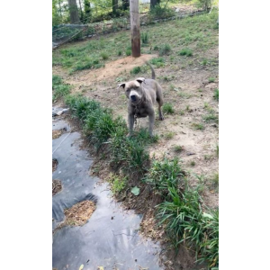 Image of Bulliet, Lost Dog