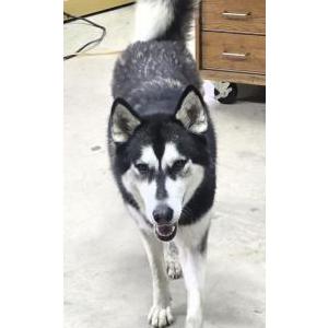 Image of Unknown, Found Dog
