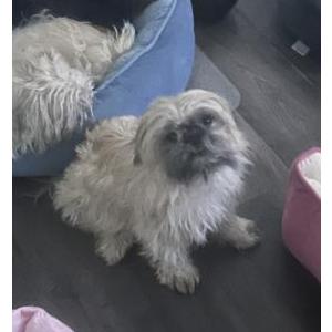 Image of Ella, Lost Dog