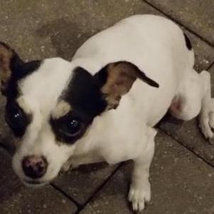 Image of Bella, Lost Dog
