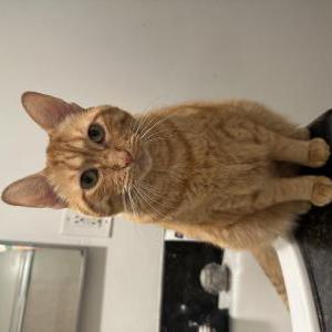 Lost Cat Kyo