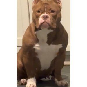 Image of Nova, Lost Dog