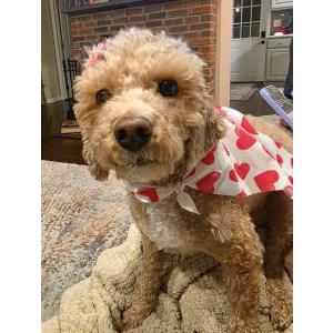 Image of Luna, Lost Dog