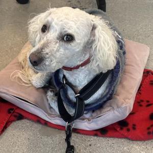 Image of Kobe, Lost Dog