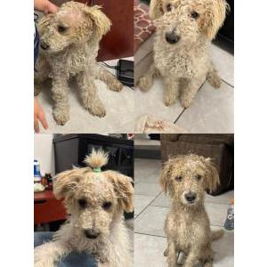 Image of Toby, Lost Dog