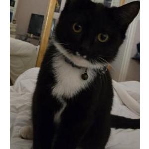 Lost Cat mina