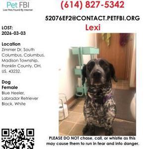 Lost Dog Lexi