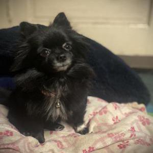 Image of Sassy berry, Lost Dog