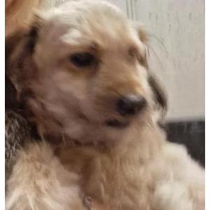 Image of Benji, Lost Dog