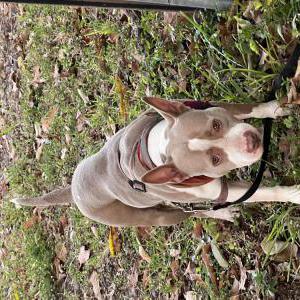 Image of Unknown, Found Dog