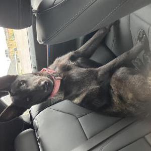 Lost Dog Madam