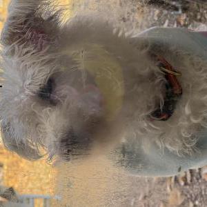 Image of Bailey, Lost Dog