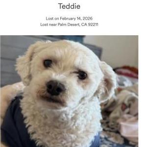 Image of Teddie, Lost Dog