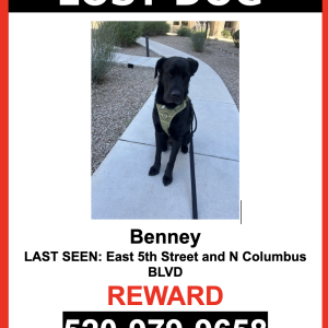 Image of Benney, Lost Dog