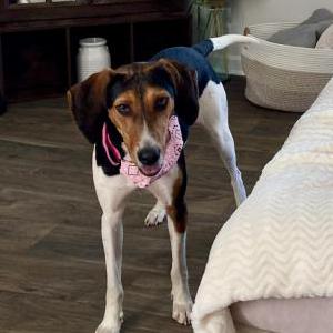 Image of Unknown, Found Dog