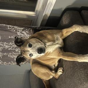 Image of Unknown, Found Dog