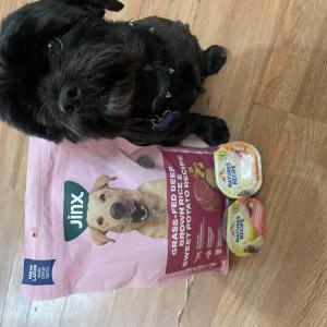 Image of Maui, Lost Dog