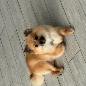 Image of Nola, Lost Dog